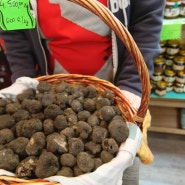 크로아티아 트러플 산지 모토분 송로버섯 가격