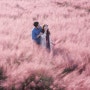 양주 나리공원, 분홍분홍 핑크뮬리