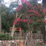 일본 나라 동대사(도다이지), 사슴공원