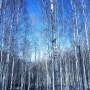 겨울, 인제자작나무숲 시간 풍경