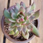 창금(Echeveria agavoides sp variegated)