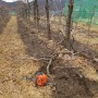 사과나무 벌목작업