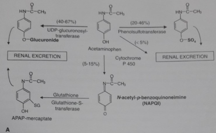acetaminophen poisoning : 네이버 블로그