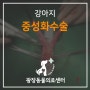 [광장동 동물병원] 강아지 중성화수술(암컷) - 광장동물의료센터 / 광진구 광장동 군자동 자양동 천호동 구의동 구리 동물병원