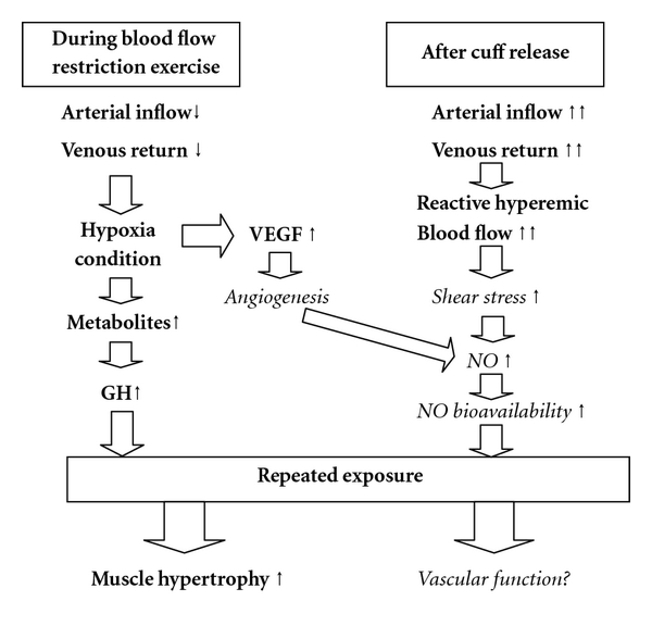 가압트레이닝 (Exercise with BFR) : 네이버 블로그