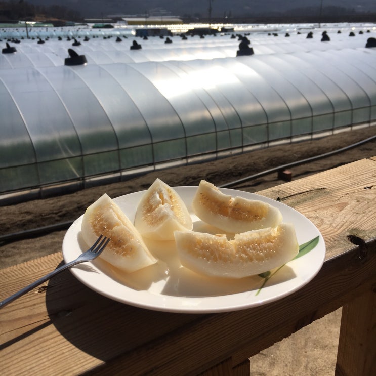 젊은농부 져니의 성주참외일기5 : 네이버 블로그