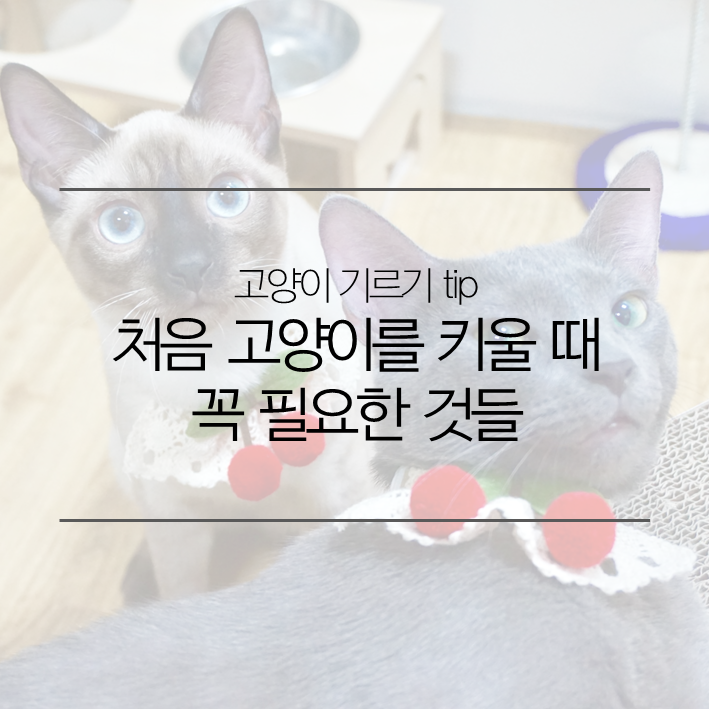 고양이 처음 키우기 - 처음 고양이 키울 때 필요한 준비물 정리! : 네이버 블로그