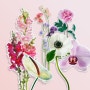 봄 웨딩시즌 3월 4월 5월 웨딩 부케 꽃 의미 추천