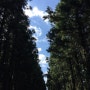 삼나무 사이로 보이는 파란 하늘