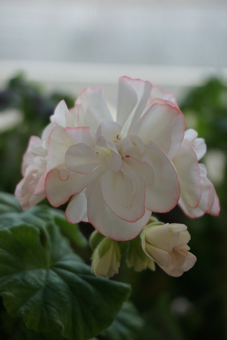 유럽제라늄 ‘빌스드림’ : 네이버 블로그