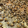 양봉 꿀벌키우기 봄벌관리