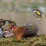 * 방울새(oriental greenfinch)*