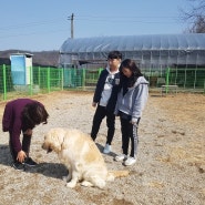 경기도 파주 애견훈련소. 굿모닝애견스쿨. 골든리트리버 상봉이 견주님 면회 왔어요^^