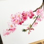 2018 버전, 벚꽃 수채화 그림 (+ 엽서 한정 판매중)