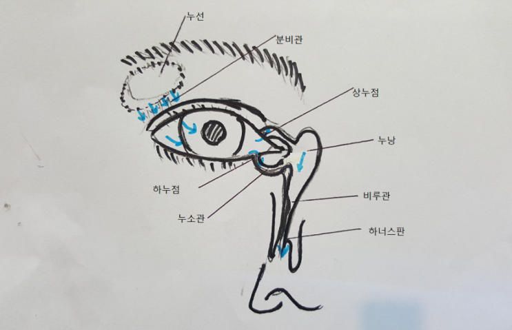 눈물의 생성과 눈물의 배출 : 네이버 블로그