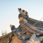 삼청동 길냥이들, 지붕 위의 고양이 사진