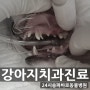 강아지 유치 발치 + 중성화 수술 - 장지동 동물병원