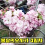 <오사카>꽃청춘3♡ 4일차 - 오사카조폐국 벚꽃/ 여행끝!