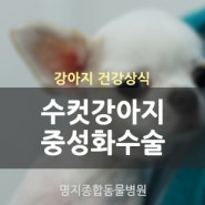 수컷 강아지 중성화수술, 왜 해야 하나요? [명지종합동물병원]