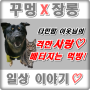 다민맘 이웃님의 대량 강아지 간식 고양이 간식 선물! 배 터지는 꾸멍이와 장롱이