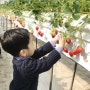 아이와 주말나들이 :: 딸기체험 (딸기농원)