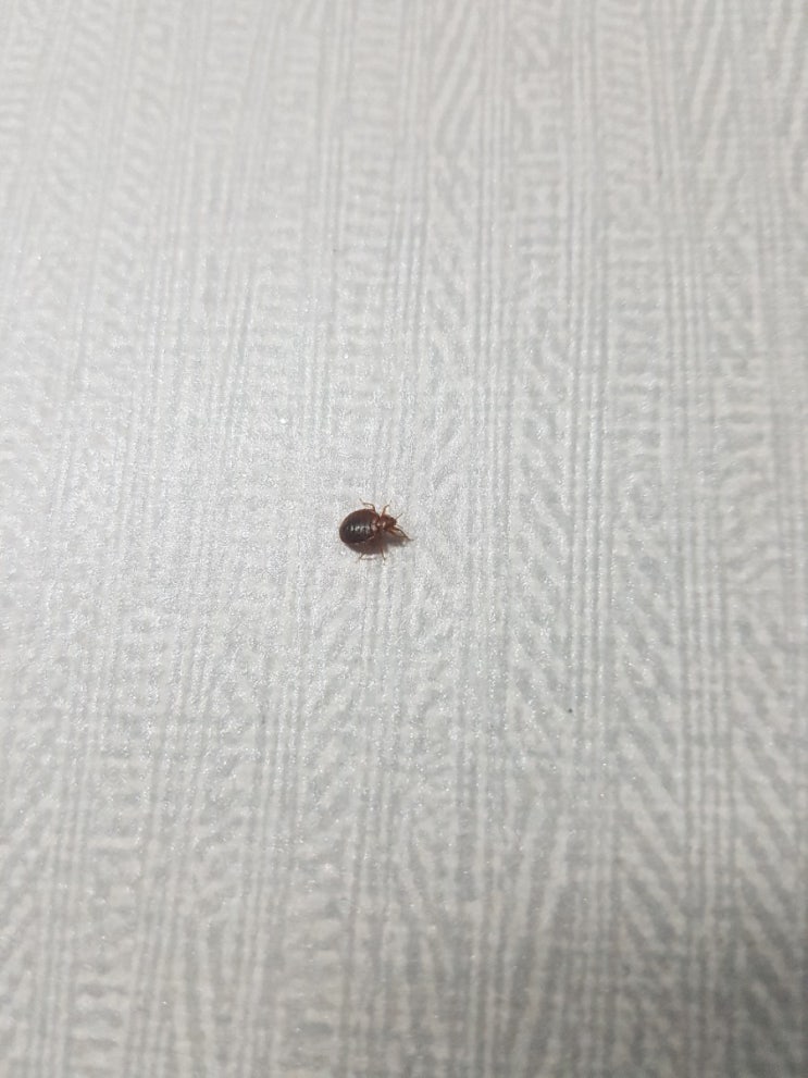 베드버그 bed bug 빈대 퇴치법 퇴치 박멸 방역업체 : 네이버 블로그