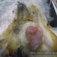 17살 강아지 악성 종양 수술 @송파구 동물병원