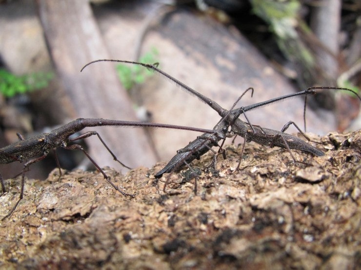 기네스) 가장 큰 바구미 Lasiorhynchus barbicornis : 네이버 블로그