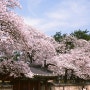 [경주여행정보] 경주의 벚꽃 명소 1편