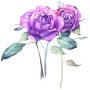 보라빛 장미꽃 그리기, 감성수채화 누이그림