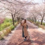 [부산여행정보] 부산의 벚꽃 명소 1편