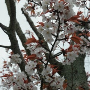 마루야마 공원( 円山公園 )의 벚꽃( 桜 )과 매화( 梅花 )