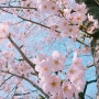 2018 제주벚꽃축제 장소 ,일정 꾸르팁