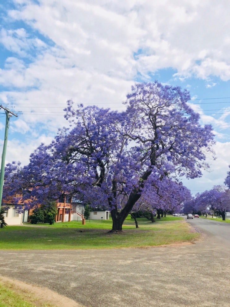 호주의 벚꽃 자카란다 (jacaranda ) : 네이버 블로그
