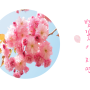 [PPT 템플릿] 깔끔한 무료 PPT 템플릿 / 봄 PPT 템플릿 / 벚꽃 PPT 템플릿 / 봄 노래 추천 #벚꽃이 지면