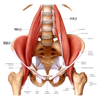 허리통증?? 장요근에 대해서 알아봅시다 : 네이버 블로그
