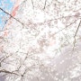[부산여행정보] 남천동 삼익비치 아파트 벚꽃길