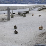 전쟁과 평화가 공존하는 토끼섬-오쿠노시마-