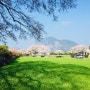 [제주일상] 화순동네 벚꽃 산책길 :)
