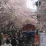 봄꽃이 핀다~~꽃구경 가기 좋은 곳~!!!