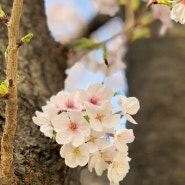 일본생활 - 파루와 코코랑 벚꽃길 산책