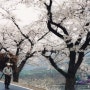 보령 주산봄꽃축제 일정확정! 4월 13일~