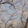 제주 애견 동반 벚꽃놀이 - 신산공원