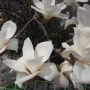 봄꽃 하얀 목련 개화시기