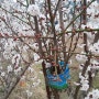 매실나무 병꽂이 출장(꽃은 피는데 열매가 안달릴 때)