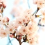 봄나들이♥ 올해는 진해로 다녀왔습니당!