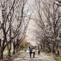 대전 벚꽃 축제 명소 BEST8