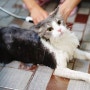 고양이 2마리 목욕시키기