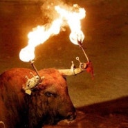 전통이란 이름아래: 스페인의 잔인한 축제 '토로 엠볼라도'(Toro Embolado)