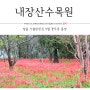 정읍 가볼만한곳 내장산 수목원 꽃무릇 in 내장산 국립공원